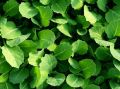 Как вырастить рассаду капусты дома: секреты успешного ухода