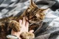 Почему ваша кошка иногда кусает вас: основные причины поведения