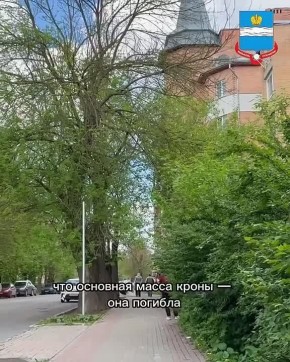 Улицу Циолковского начали очищать от сухостоя