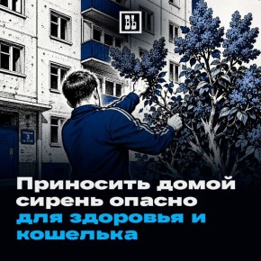 Почему приносить домой сирень опасно для здоровья и кошелька?