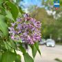 Почему нельзя срывать сирень в городе?