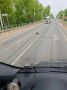 Бобров заметили в Юхнове. Они внаглую гуляют по Варшавскому шоссе в центре города, будто это их трасса