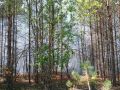 В Калужской области загорелся лес