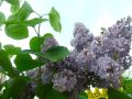 Калужская жара не дотянула до рекорда 1934 года всего 0,2 градуса