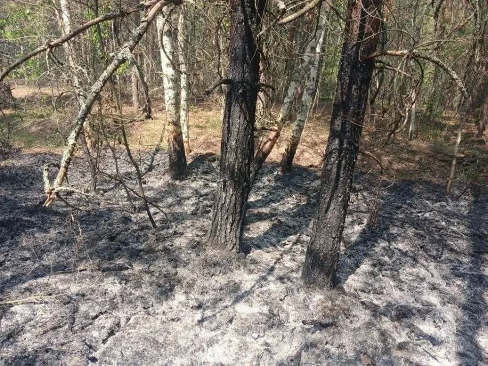 В Куйбышевском муниципальном районе произошёл лесной пожар В Куйбышевском муниципальном районе произошёл лесной пожар