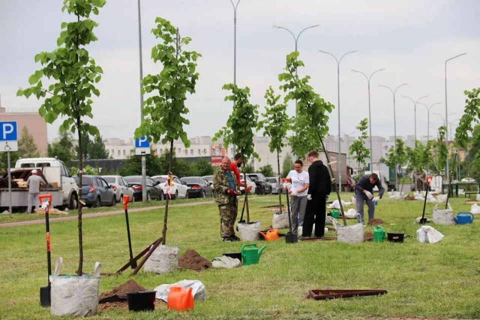 В микрорайоне Кошелев высадили около 80 лип В микрорайоне Кошелев высадили около 80 лип