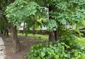 На деревьях в Обнинске появились метки