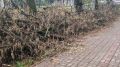 Улицу Баррикад освободят от спиленных веток