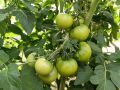 Пасынки томатов: секреты ухода для лучшего урожая