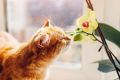 Безопасно ли соседство орхидей и кошек: мнение ветеринара