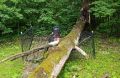 Упавшее на братское захоронение дерево в Дзержинском районе будут убирать месяц
