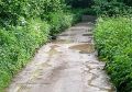 На станции Тихонова Пустынь дорога зарастает бурьяном