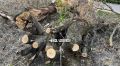 Минимум 750 аварийных деревьев спилят в Калуге