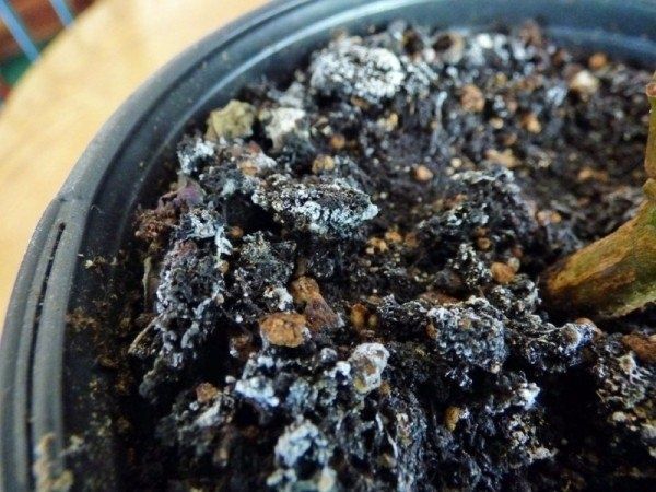 Эффективные методы борьбы с плесенью на земле для комнатных растений