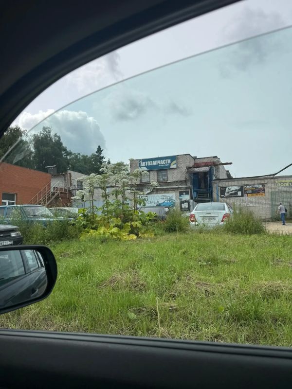 В Боровском районе разрастается борщевик