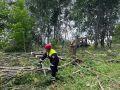 Ветер свалил около 300 деревьев в Калужской области