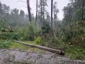 19 деревьев рухнули в Калуге