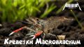 Креветки макробрахиум: особенности, содержание и совместимость в аквариуме