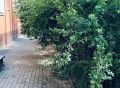 Власти Калуги займутся кустами на Георгиевской, где собираются алкоголики