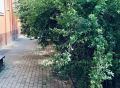 Заросли на Георгиевской в Калуге стали точкой притяжения маргиналов