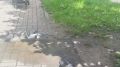 В центре Калуги подрались два голубя