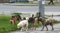 Бродячих собак в Калуге отловят за 2,8 миллиона