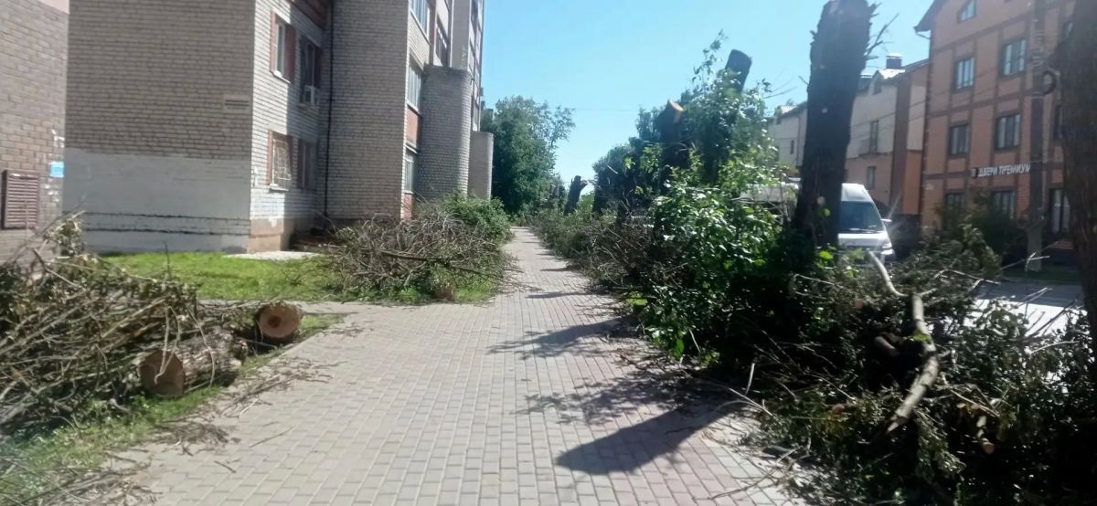Деревья срубили, а ветки бросили: что творится на улице Горького в Калуге Деревья срубили, а ветки бросили: что творится на улице Горького в Калуге