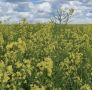 В Калужской области на 34% вырос экспорт агропромышленной продукции