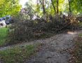 Засохшее дерево перегораживает дорожки на Силикатном в Калуге