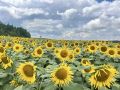 Владислав Шапша: Подсолнечник покоряет калужские поля