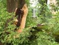 Два автомобиля повреждены в Калуге упавшими деревьями