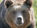 Следы медведицы с медвежатами заметили в лесах Калужской области