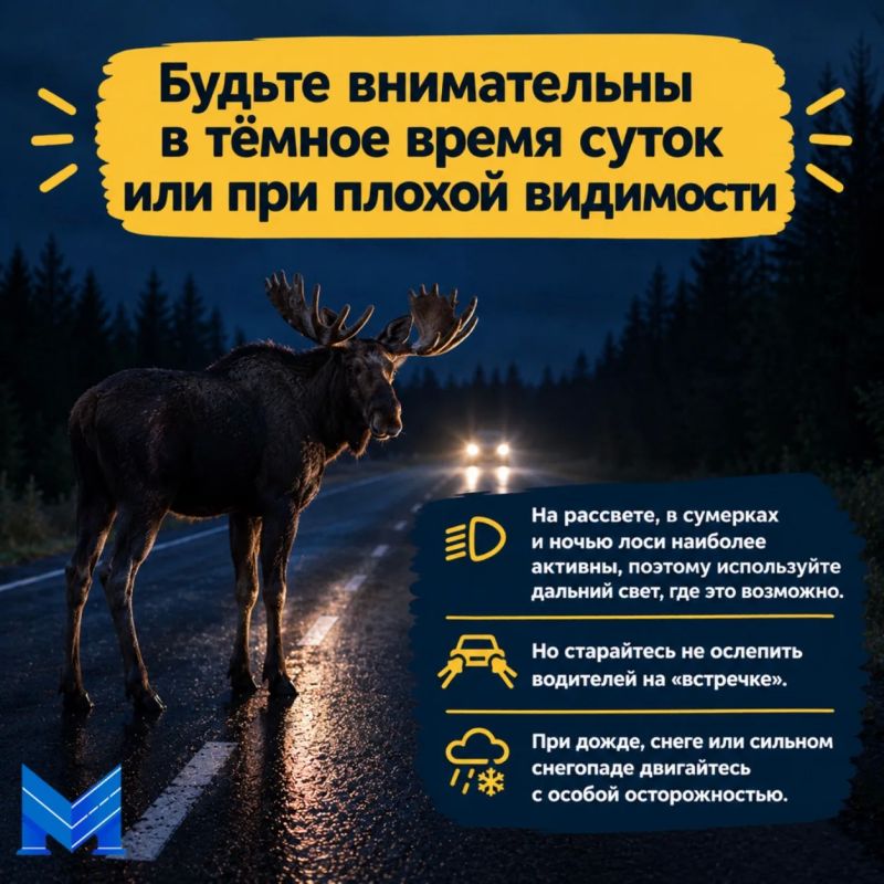 Внимание: на дорогах— лоси! Внимание: на дорогах— лоси!
