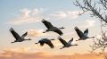 Летит, летит по небу клин усталый