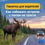 Внимание: на дорогах— лоси!