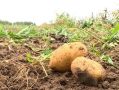 Почти 13 тысяч тонн картофеля собрали в Калужской области