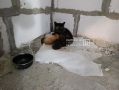 Кошка с тремя котятами поселилась в строящемся доме в Износках