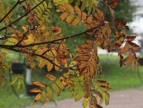 Дожди придут в Калужскую область на начавшейся неделе
