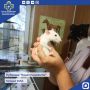 В Дзержинскую ветстанцию обратились встревоженные хозяева с необычной пациенткой — домашней крысой по имени Пуся