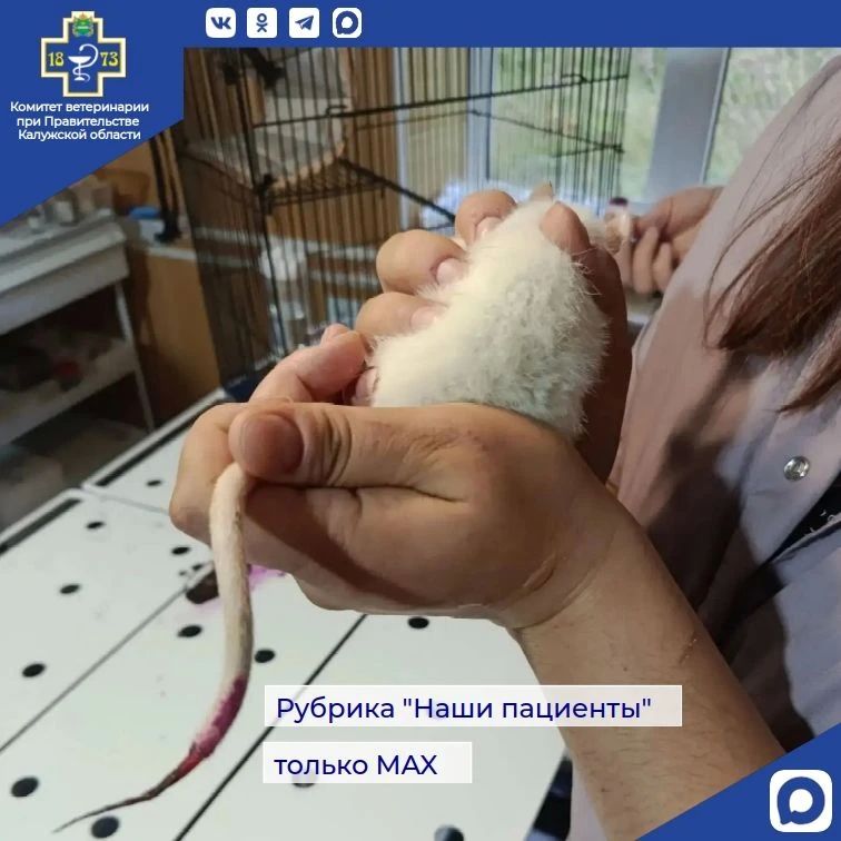 В Дзержинскую ветстанцию обратились встревоженные хозяева с необычной пациенткой — домашней крысой по имени Пуся В Дзержинскую ветстанцию обратились встревоженные хозяева с необычной пациенткой — домашней крысой по имени Пуся