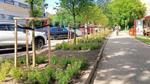 В Калуге высадят 600 деревьев до конца осени