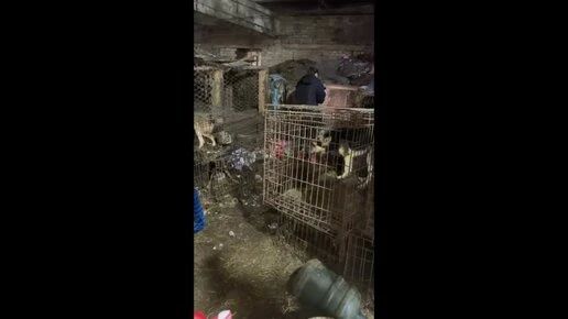 Веткомитет организует выездную проверку приюта «Остров надежды» в Калуге