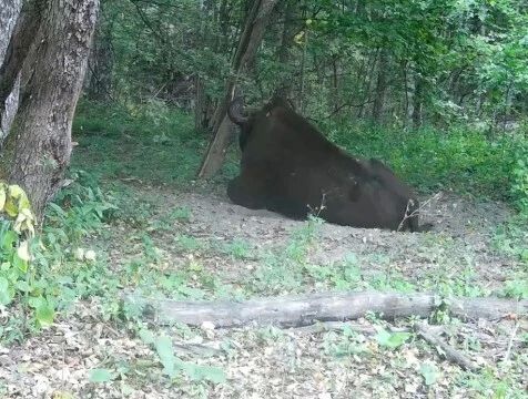 Не зубр, а котик: в "Калужских засеках" запечатлели дневной сон лесного исполина