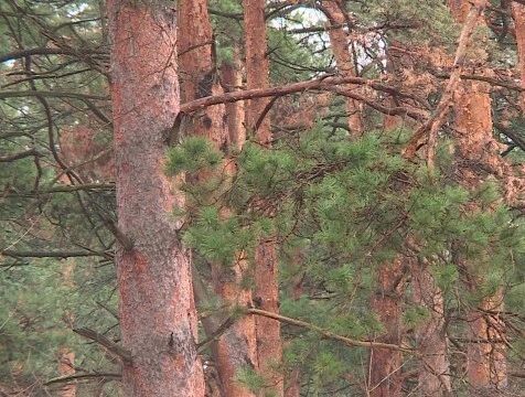 Жителей Калужской области просят отказаться от походов в лес