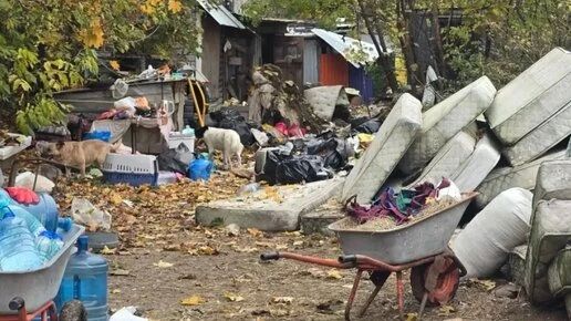 В Калуге возбудили уголовное дело за жестокое обращение с животными в приюте