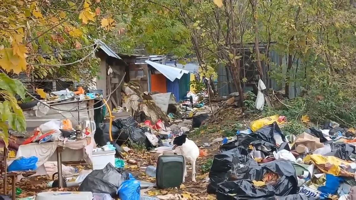 В Калуге возбуждено дело после проверки приюта для животных