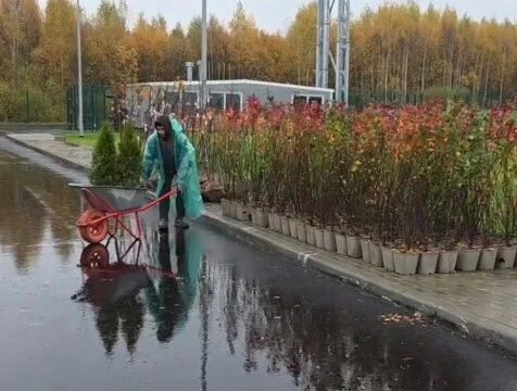 Клёны, туи и кустарники высаживают у крытого футбольного манежа в Калуге