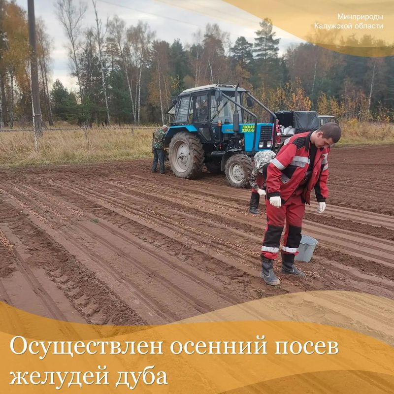12 октября работниками СГАУ КО «Лесопожарная служба КО» в питомнике в п. Муратовка г. Калуги осуществлен осенний посев желудей дуба на площади 0,2 га