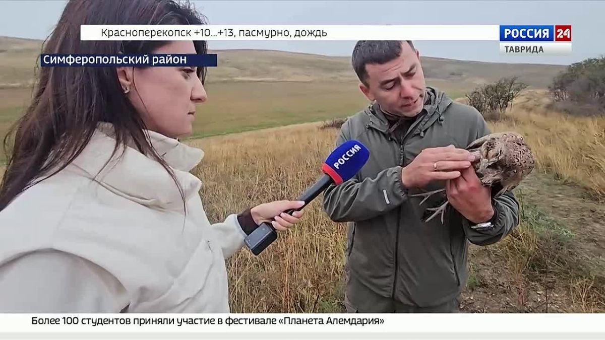 В Крыму в естественную среду обитания выпустили около сотни фазанов