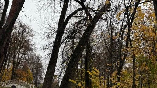В Обнинске спилят 15 деревьев в Белкинском парке